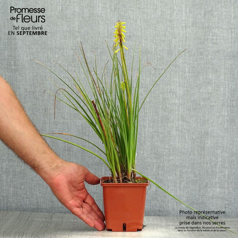 Amostra de Kniphofia Lemon Popsicle Vaso de 8/9 cm tal como entregue no verão