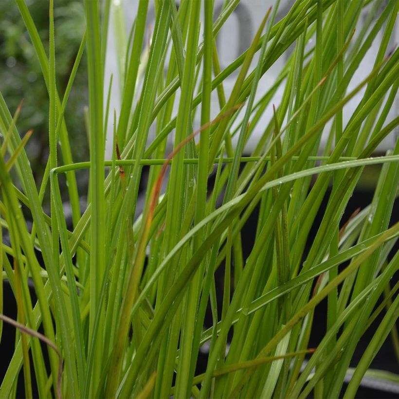 Kniphofia Mango Popsicle (Folhagem)