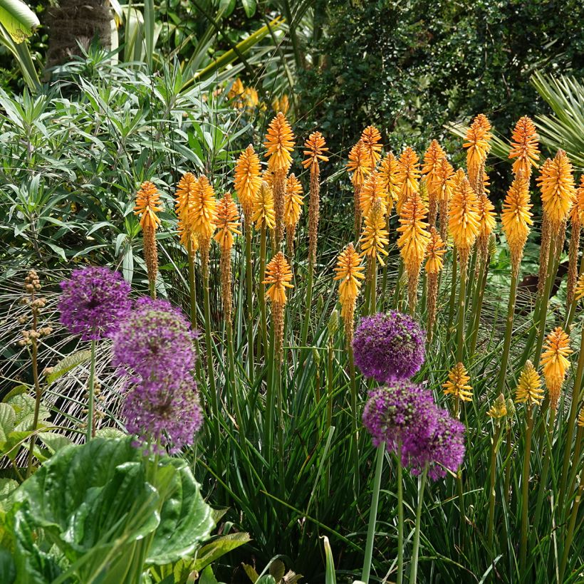 Kniphofia Mango Popsicle (Hábito)