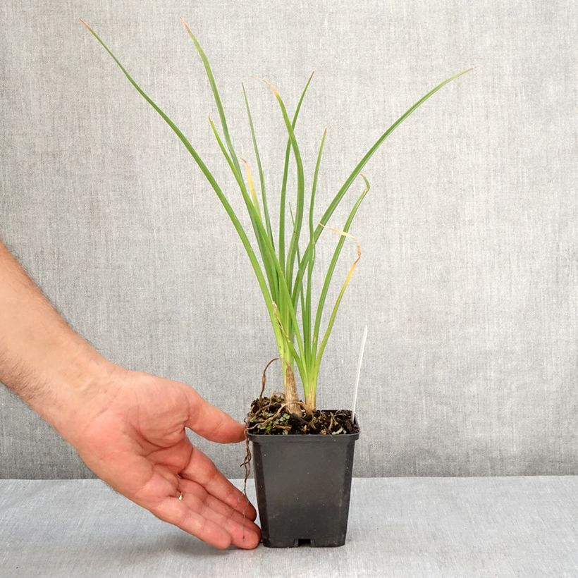 Amostra de Kniphofia Mango Popsicle Vaso de 8/9 cm tal como entregue no verão