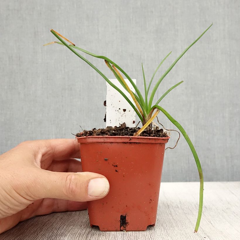 Amostra de Tritoma - Kniphofia Mango Popsicle Godet de 8/9 cm tal como entregue no outono