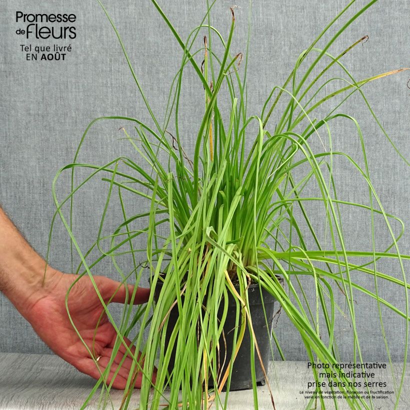 Amostra de Kniphofia uvaria Nancy's Red Vaso de 2 L/3 L tal como entregue no verão
