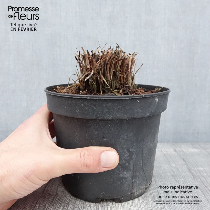 Amostra de Kniphofia uvaria Nancy's Red Vaso de 2 L/3 L tal como entregue no inverno