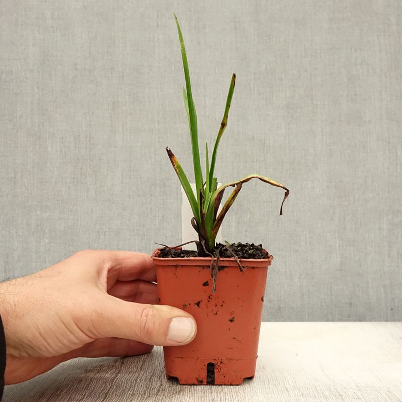 Amostra de Kniphofia uvaria Orange Vanilla Popsicle Vaso de 8/9 cm tal como entregue no outono