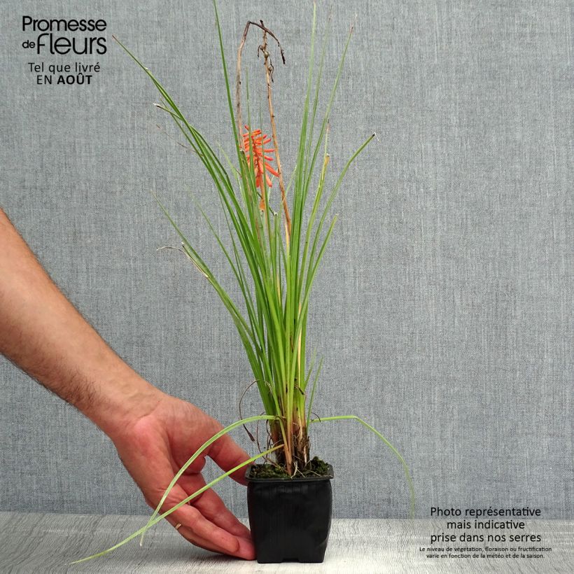 Amostra de Kniphofia Papaya Popsicle Vaso de 8/9 cm tal como entregue no verão
