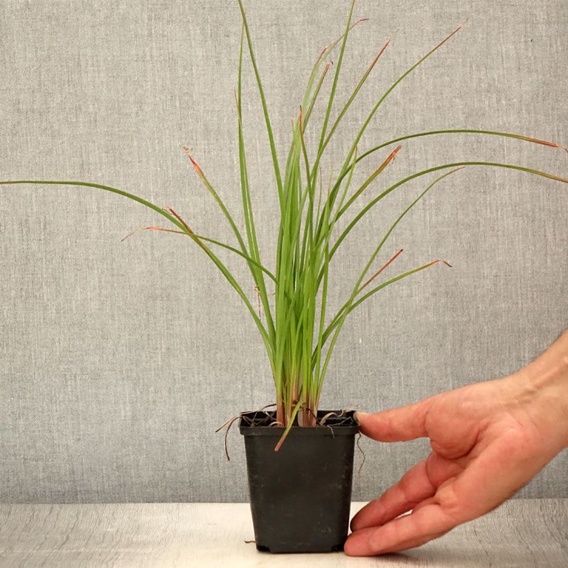 Amostra de Kniphofia Pineapple Popsicle Vaso de 8/9 cm tal como entregue no verão