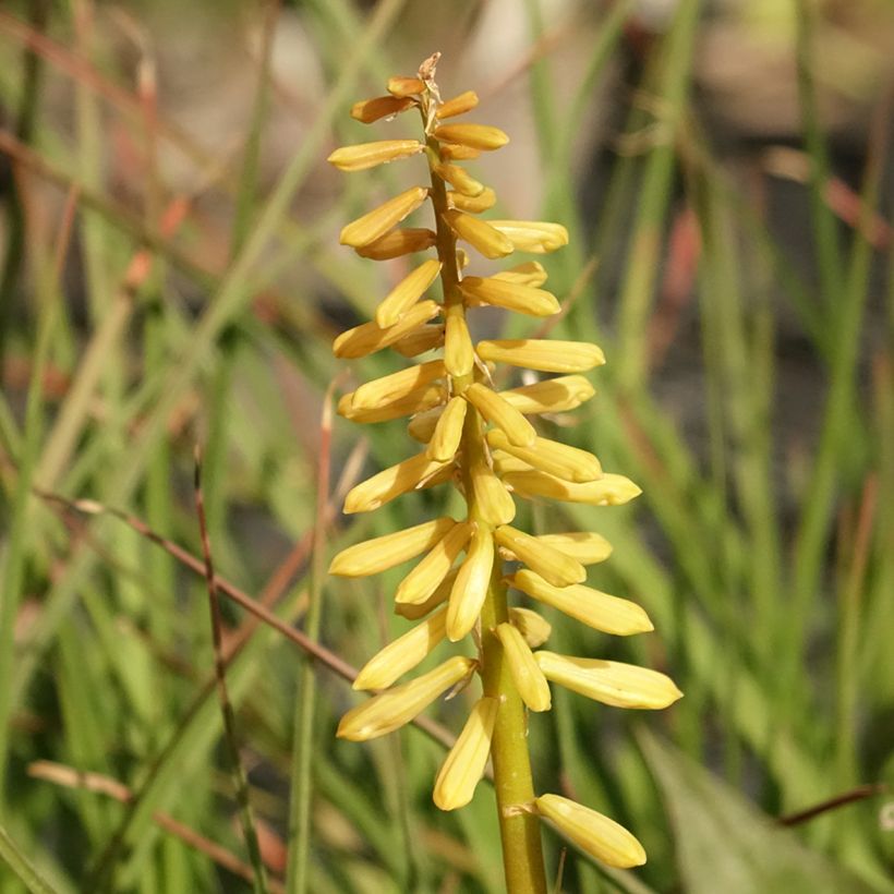 Kniphofia Pineapple Popsicle (Floração)