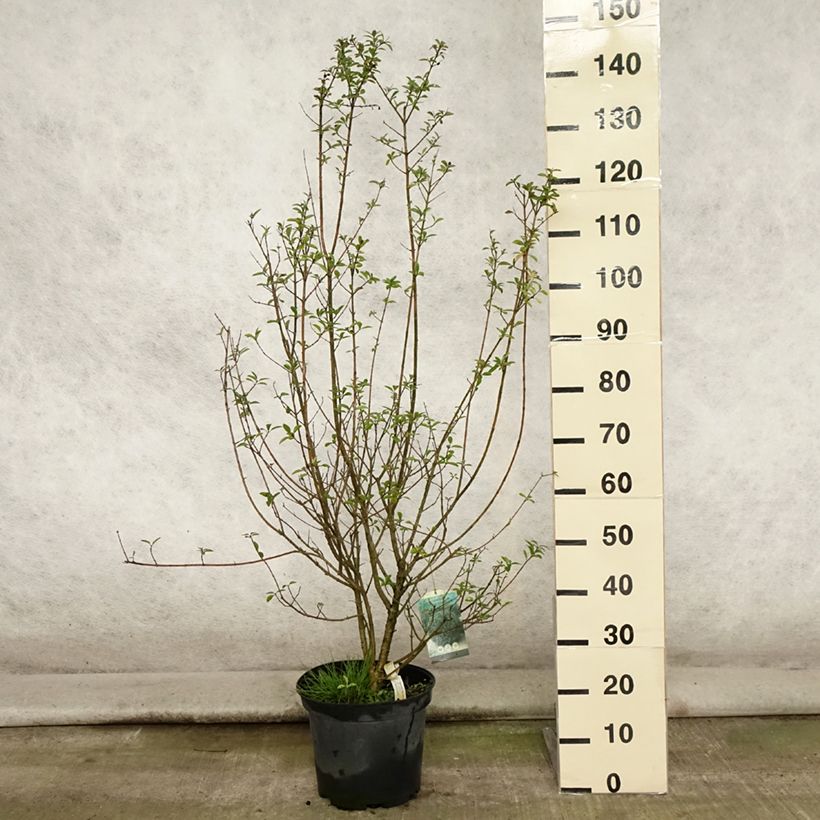 Amostra de Alfeneiro Atrovirens - Ligustrum vulgare Vaso de 7,5 L/10 L tal como entregue no verão