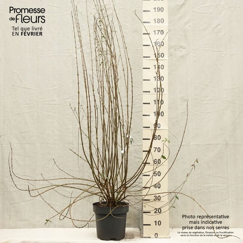 Amostra de Alfeneiro Atrovirens - Ligustrum vulgare Vaso de 12 L/15 L tal como entregue no inverno