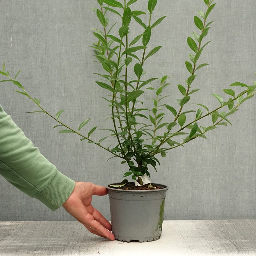 Amostra de Alfeneiro Atrovirens - Ligustrum vulgare Raízes nuas tal como entregue no verão