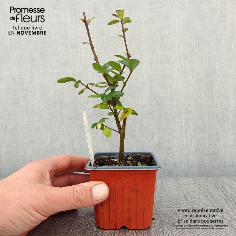 Amostra de Alfeneiro Atrovirens - Ligustrum vulgare Vaso de 8/9 cm tal como entregue no outono