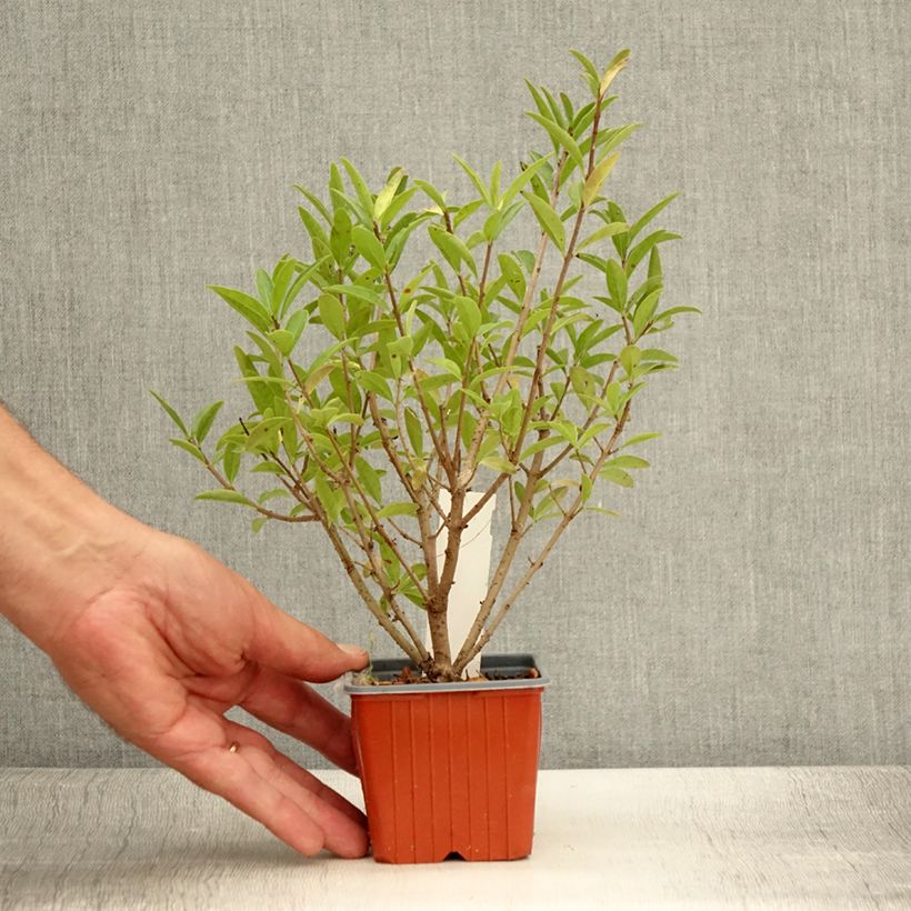Amostra de Alfeneiro Atrovirens - Ligustrum vulgare Vaso de 8/9 cm tal como entregue no verão