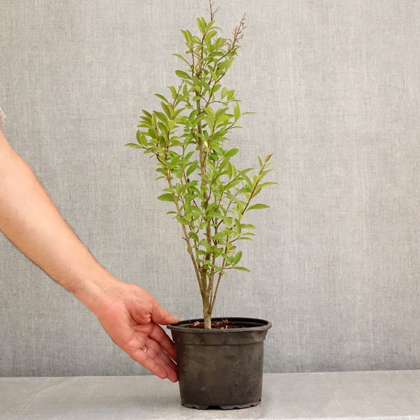 Amostra de Alfeneiro Atrovirens - Ligustrum vulgare Vaso de 2 L/3 L tal como entregue no verão