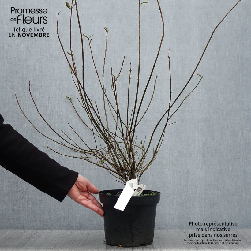 Amostra de Alfeneiro Atrovirens - Ligustrum vulgare Vaso de 4 L/5 L tal como entregue no outono