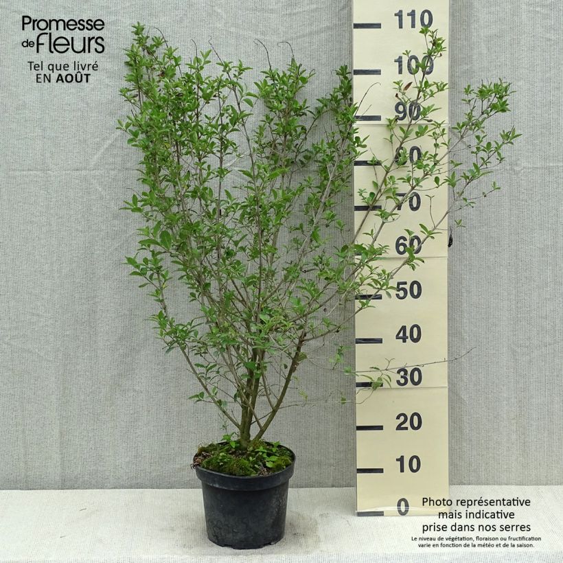 Amostra de Alfeneiro Atrovirens - Ligustrum vulgare Vaso de 4 L/5 L tal como entregue no verão