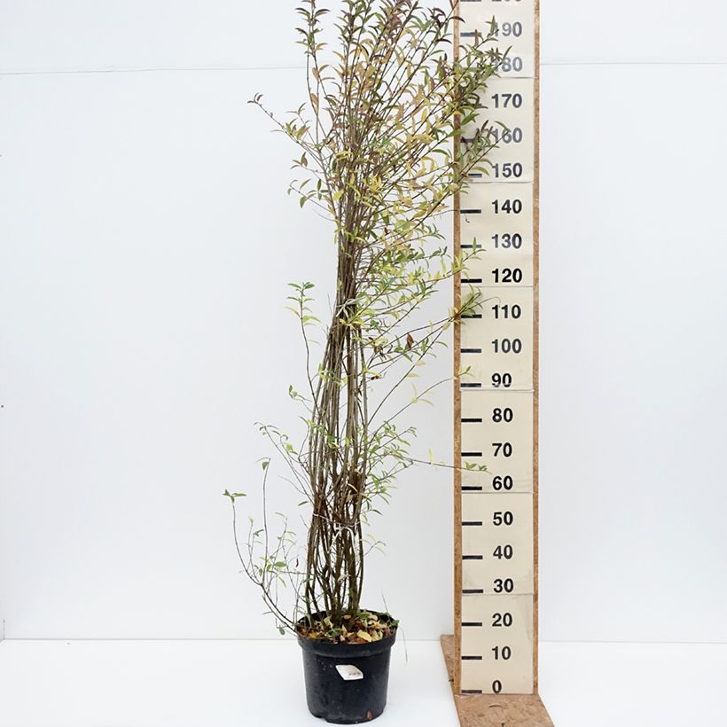 Amostra de Alfeneiro Atrovirens - Ligustrum vulgare Vaso de 12 L/15 L tal como entregue no outono