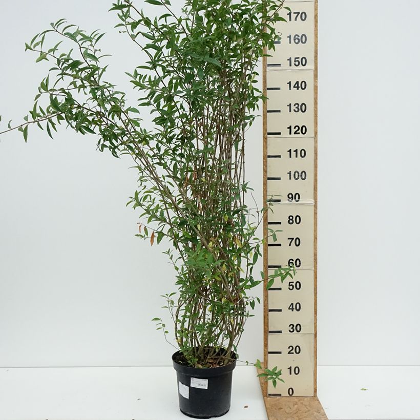 Amostra de Alfeneiro Atrovirens - Ligustrum vulgare Vaso de 12 L/15 L tal como entregue no verão