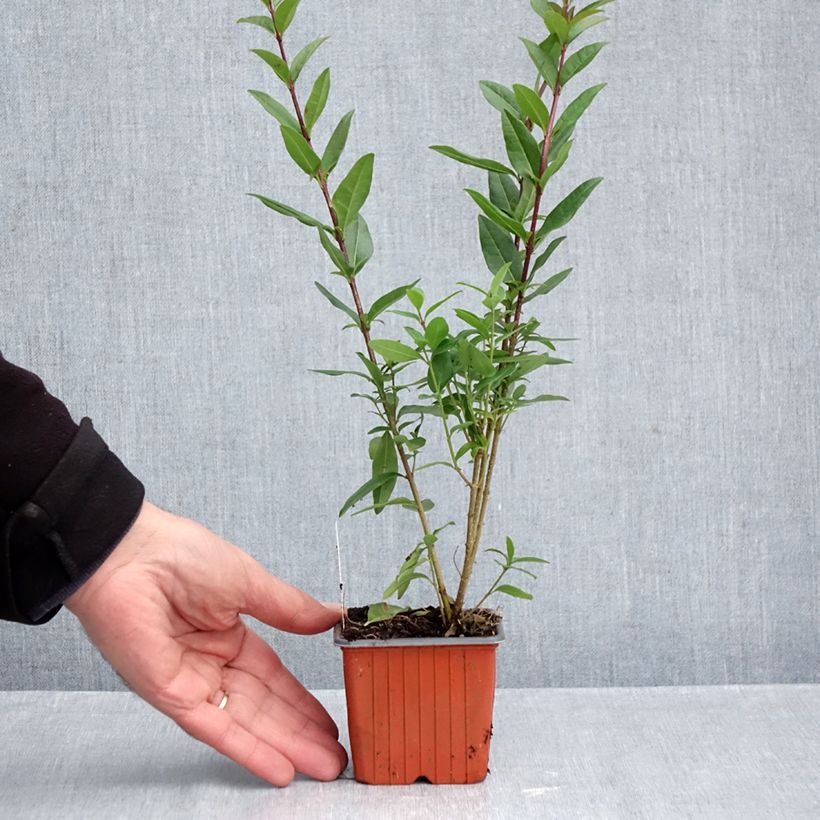 Amostra de Troène commun - Ligustrum vulgare Lodense Vaso de 8/9 cm tal como entregue no outono