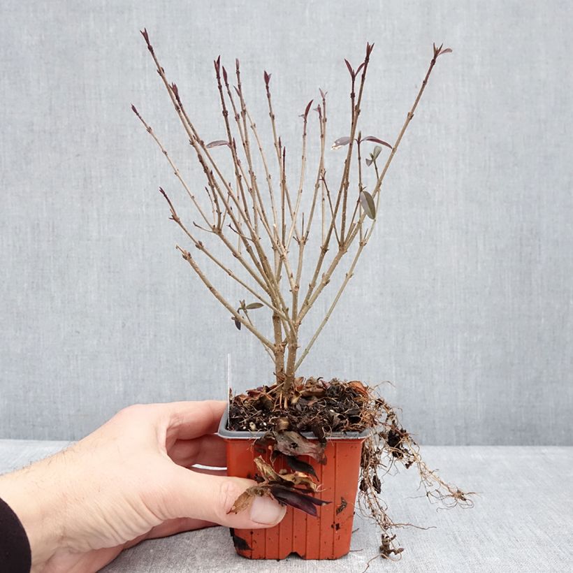 Amostra de Alfeneiro Lodense - Ligustrum vulgare Vaso de 8/9 cm tal como entregue no inverno