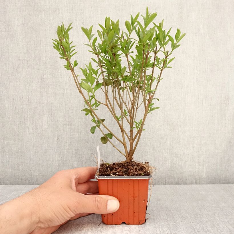 Amostra de Alfeneiro Lodense - Ligustrum vulgare Vaso de 8/9 cm tal como entregue na primavera
