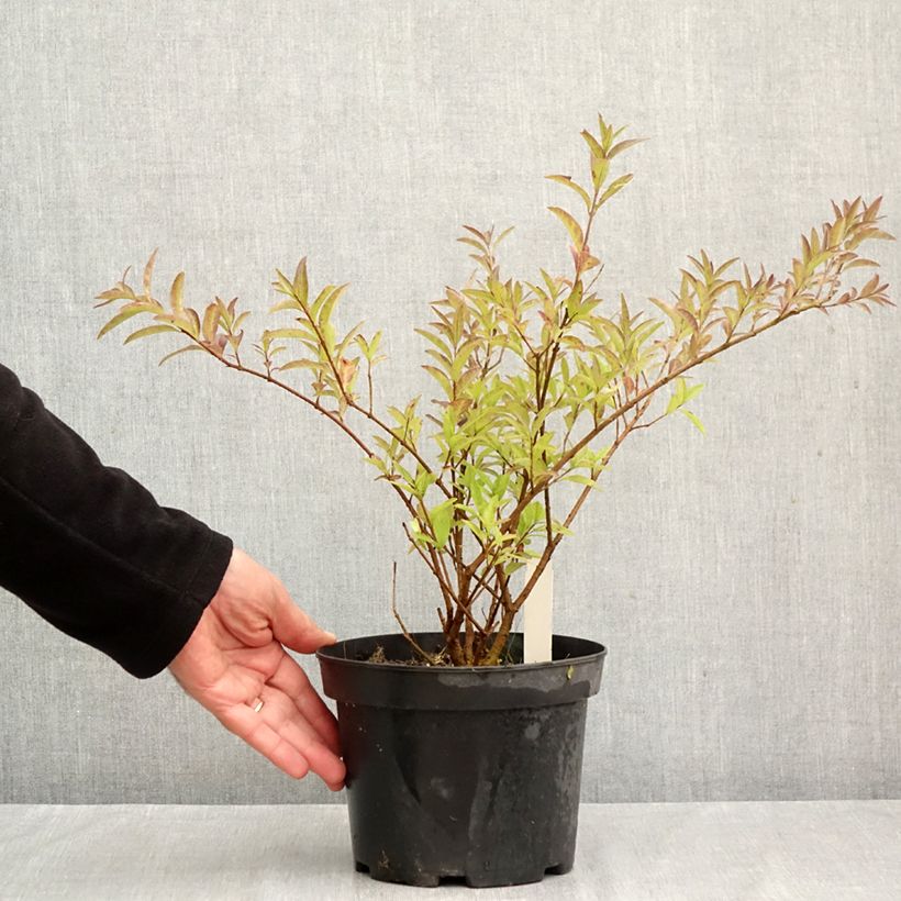 Amostra de Alfeneiro Lodense - Ligustrum vulgare Vaso de 3 L/4 L tal como entregue no outono