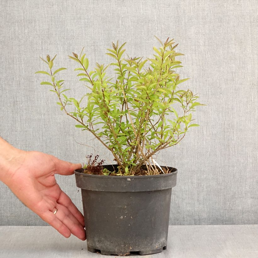 Amostra de Alfeneiro Lodense - Ligustrum vulgare Vaso de 3 L/4 L tal como entregue no verão