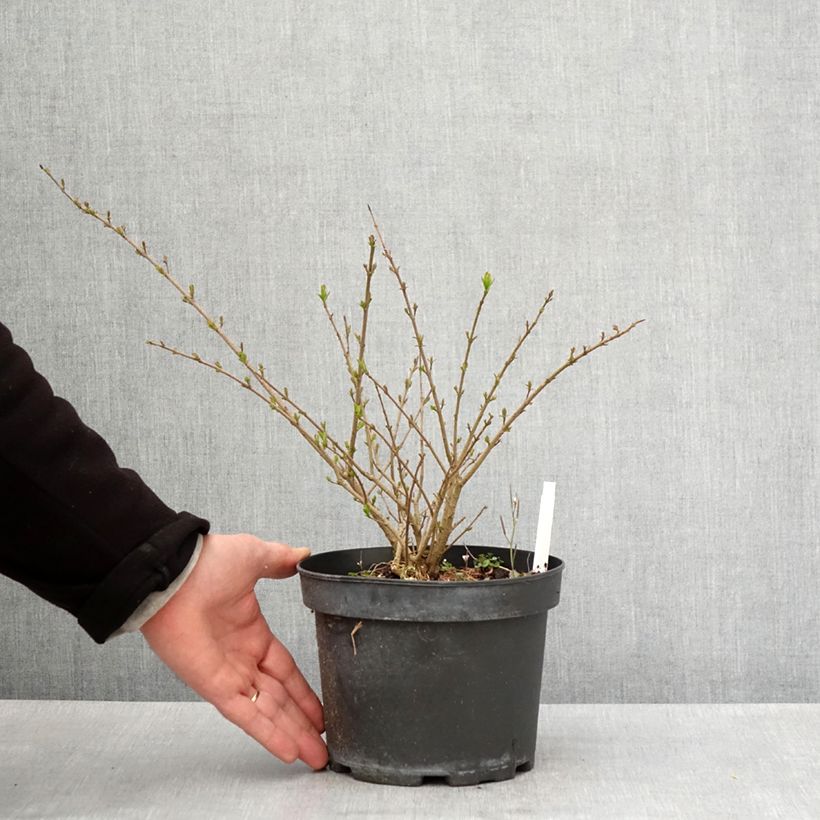 Amostra de Alfeneiro Lodense - Ligustrum vulgare Vaso de 3 L/4 L tal como entregue na primavera