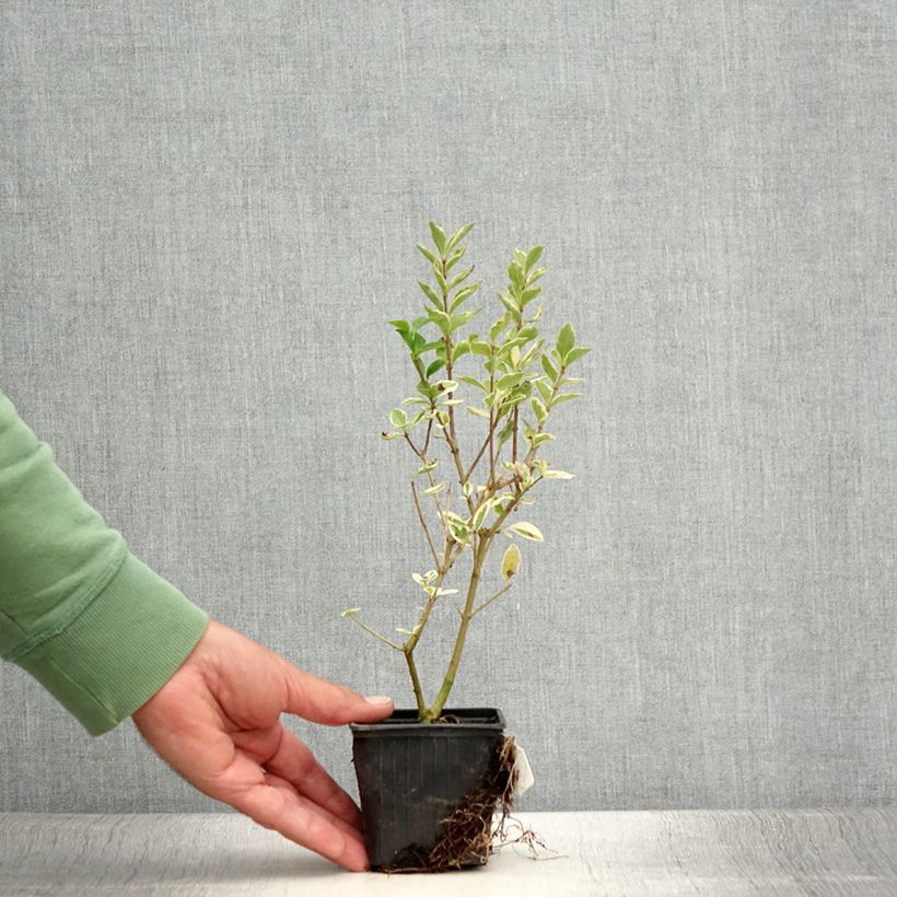 Amostra de Alfenheiro Argenteum - Ligustrum ovalifolium Vaso de 8/9 cm tal como entregue no verão