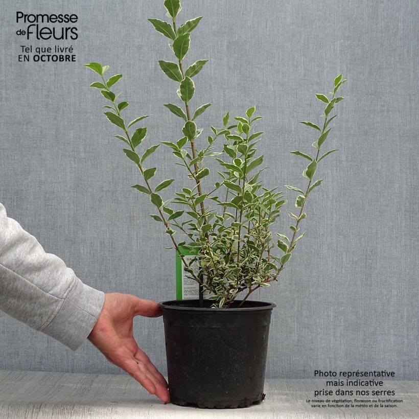 Amostra de Alfenheiro Argenteum - Ligustrum ovalifolium Vaso de 2 L/3 L tal como entregue no outono