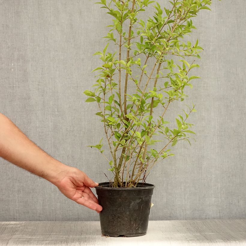 Amostra de Alfenheiro Lemon Lime - Ligustrum ovalifolium Vaso de 2 L/3 L tal como entregue no verão