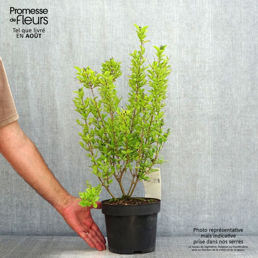 Amostra de Alfenheiro Green Diamond - Ligustrum ovalifolium Vaso de 2 L/3 L tal como entregue no verão