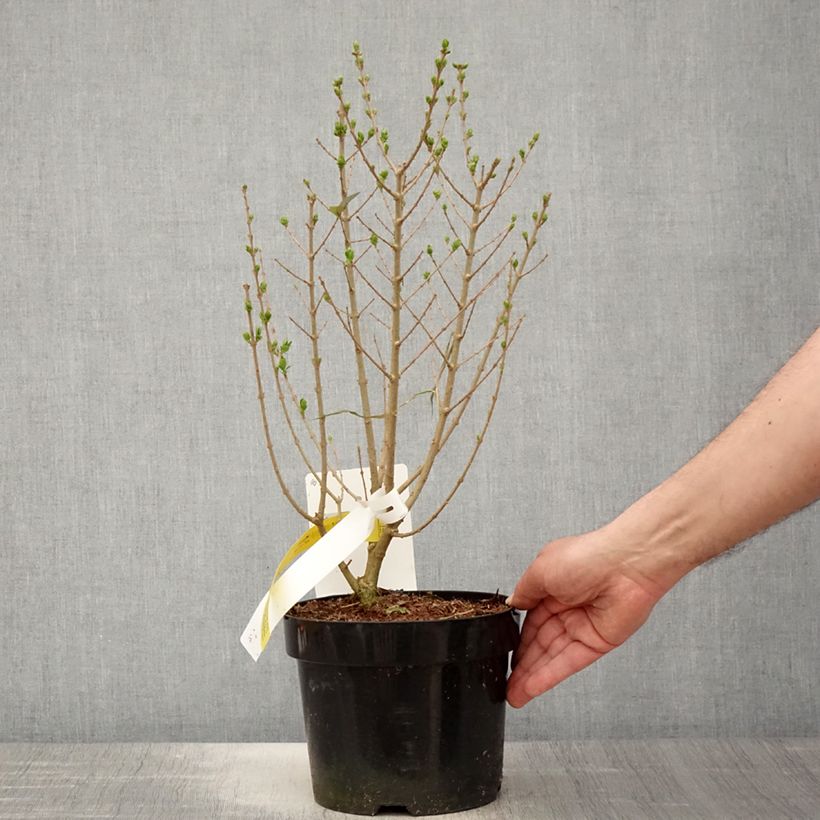 Amostra de Alfenheiro Green Diamond - Ligustrum ovalifolium Vaso de 2 L/3 L tal como entregue na primavera