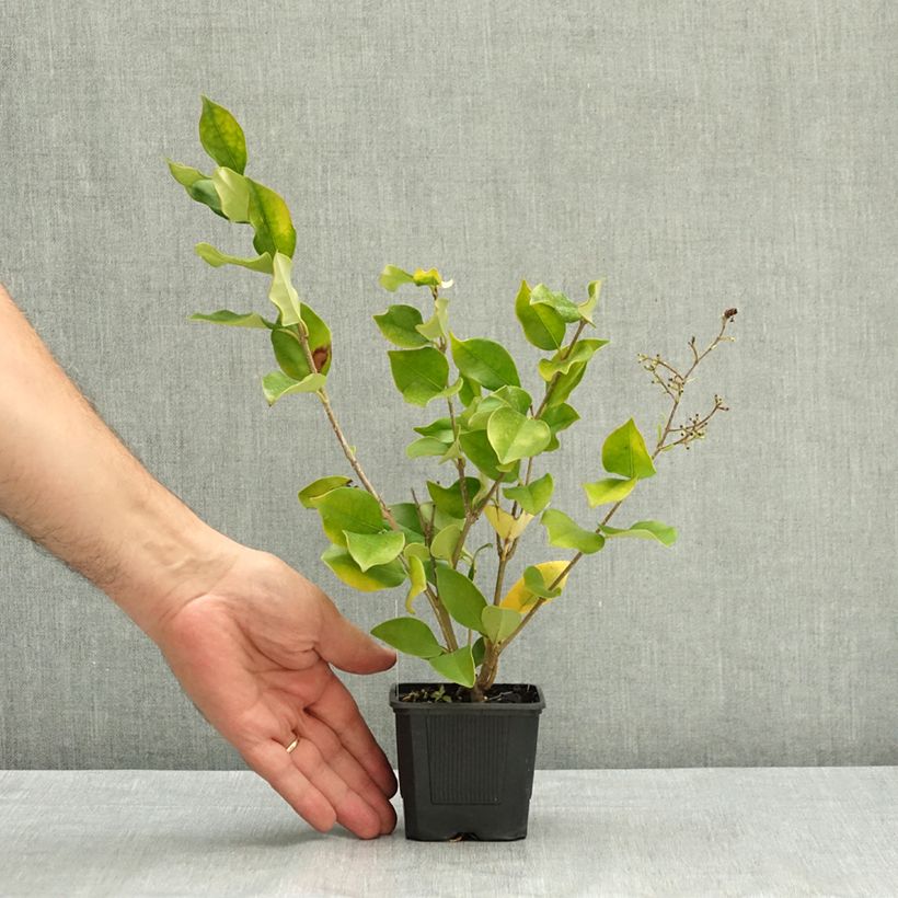 Amostra de Ligustrum lucidum Vaso de 8/9 cm tal como entregue no verão
