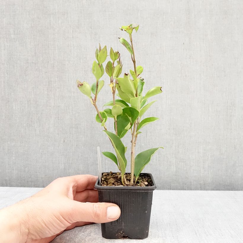 Amostra de Ligustrum lucidum Vaso de 8/9 cm tal como entregue na primavera