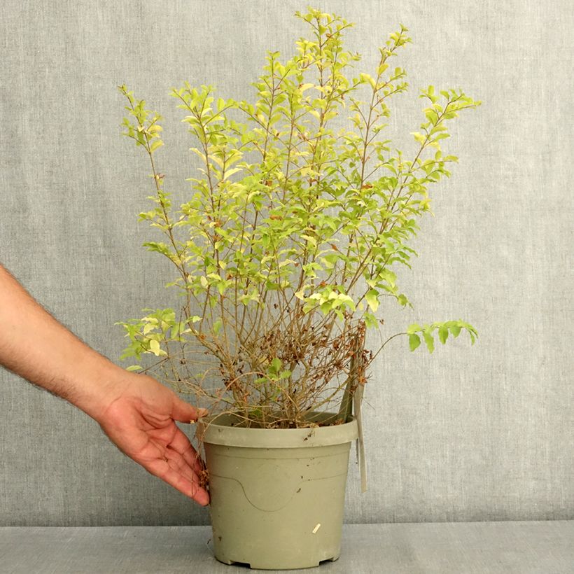 Amostra de Alfeneiro Sunshine - Ligustrum sinense Vaso de 2 L/3 L tal como entregue no verão