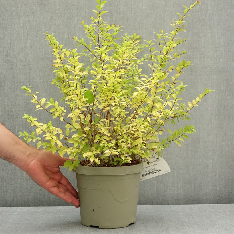 Amostra de Alfeneiro Sunshine - Ligustrum sinense Vaso de 2 L/3 L tal como entregue na primavera