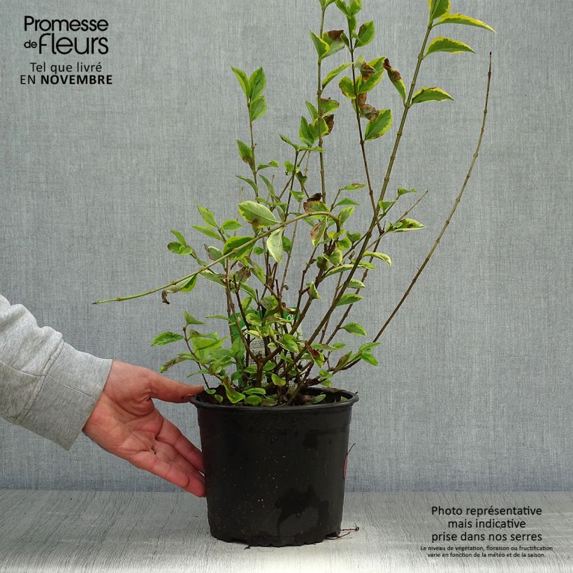 Amostra de Alfenheiro Aureum - Ligustrum ovalifolium Vaso de 2 L/3 L tal como entregue no outono