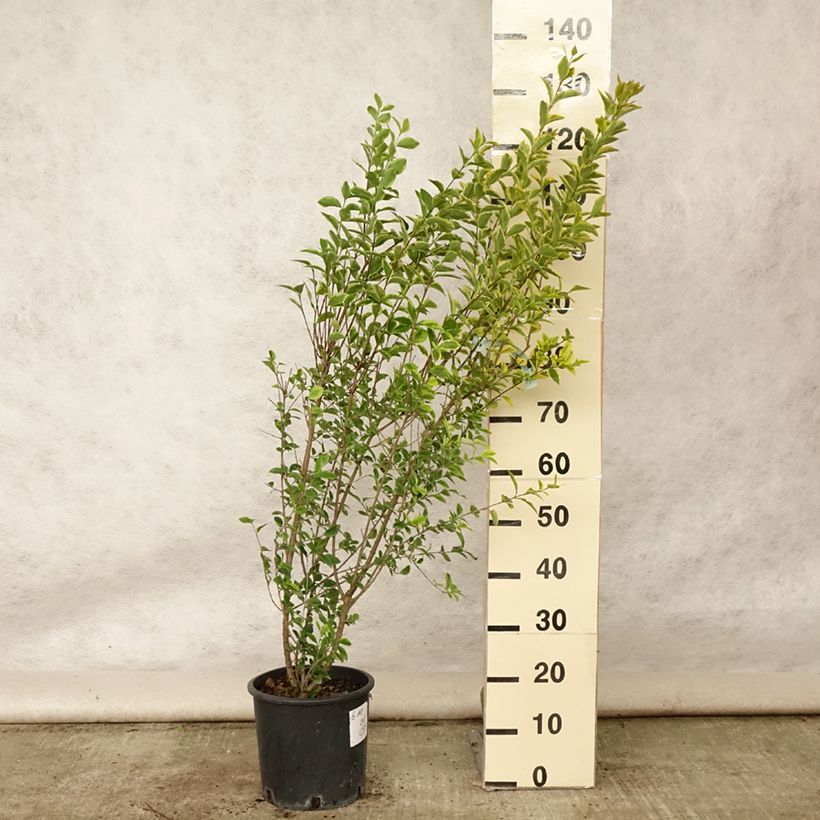 Amostra de Alfenheiro Aureum - Ligustrum ovalifolium Vaso de 7,5 L/10 L tal como entregue no verão