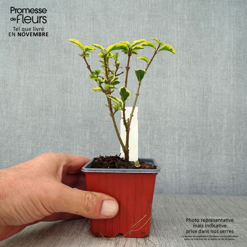 Amostra de Alfenheiro Aureum - Ligustrum ovalifolium Vaso de 8/9 cm tal como entregue no outono