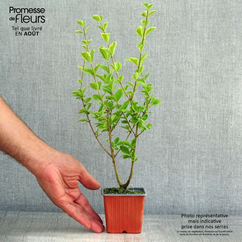 Amostra de Alfenheiro Aureum - Ligustrum ovalifolium Vaso de 8/9 cm tal como entregue no verão