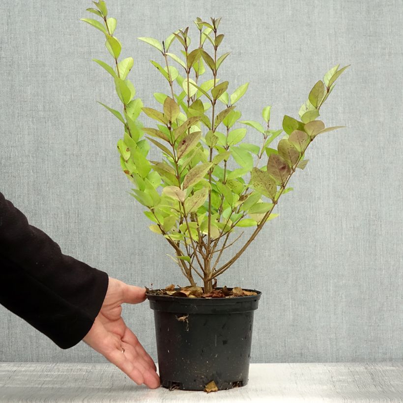 Amostra de Alfeneiro-dourado - Ligustrum vicaryi Vaso de 2 L/3 L tal como entregue no outono