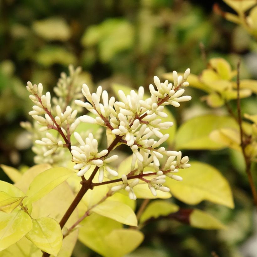 Alfeneiro-dourado - Ligustrum vicaryi (Floração)