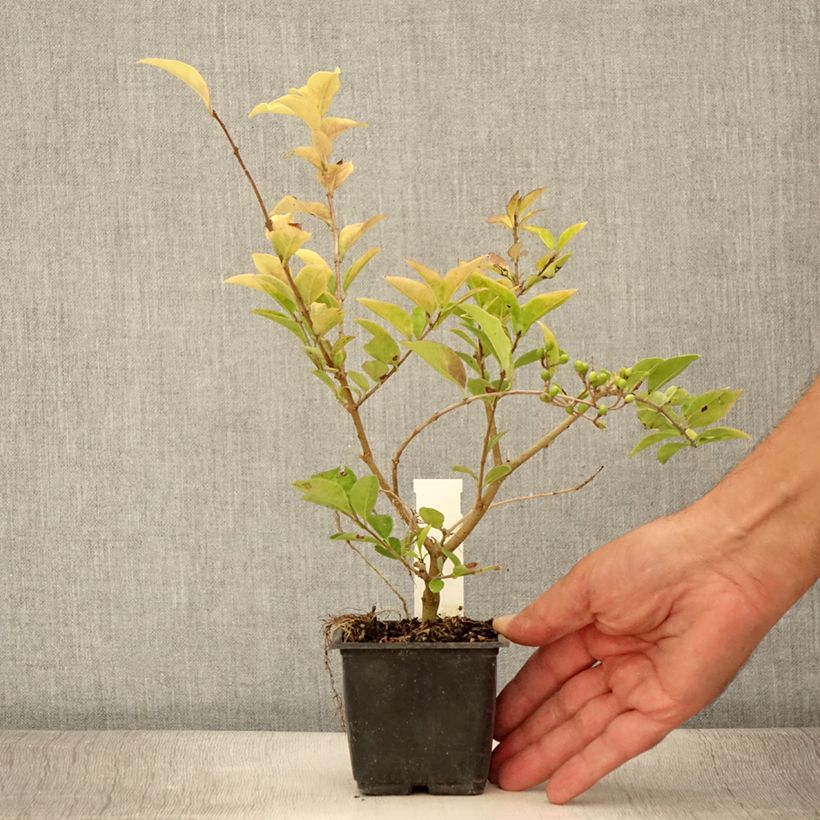 Amostra de Alfeneiro-dourado - Ligustrum vicaryi Vaso de 8/9 cm tal como entregue no verão