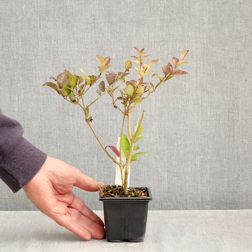 Amostra de Alfeneiro-dourado - Ligustrum vicaryi Vaso de 8/9 cm tal como entregue no outono