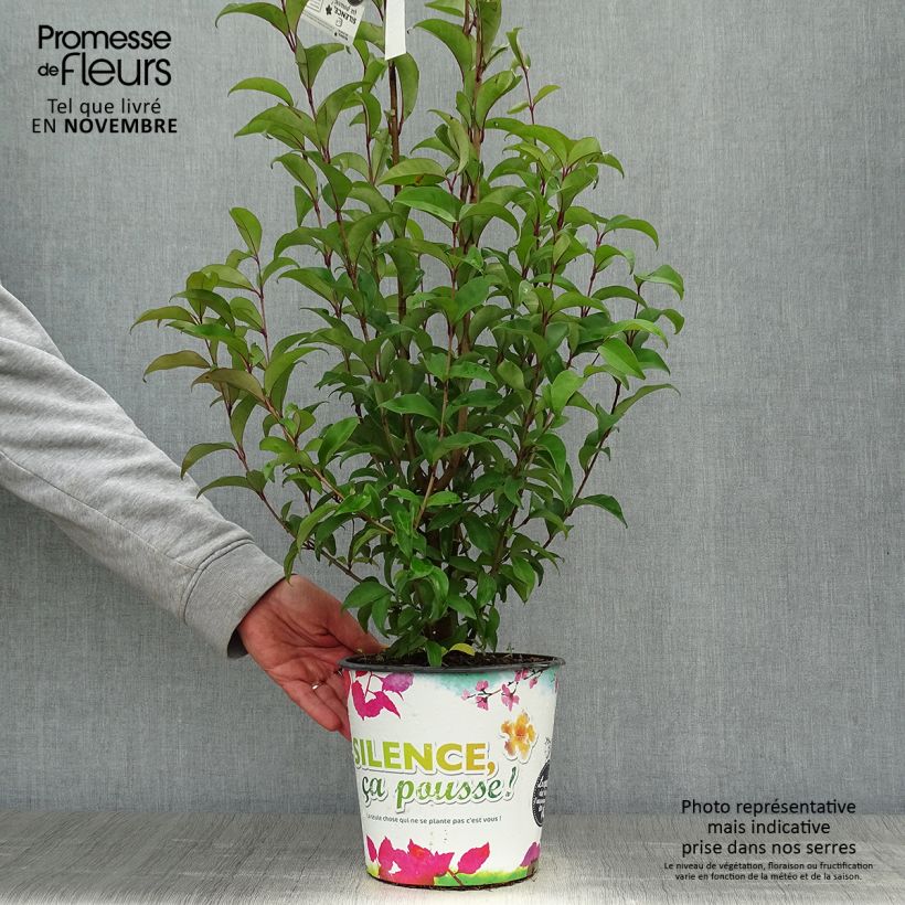 Amostra de Alfeneiro-do-Japão - Ligustrum japonicum Vaso de 1,5 L/2 L tal como entregue no outono