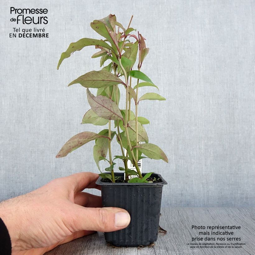 Amostra de Alfeneiro-do-Japão - Ligustrum japonicum Vaso de 8/9 cm tal como entregue no outono