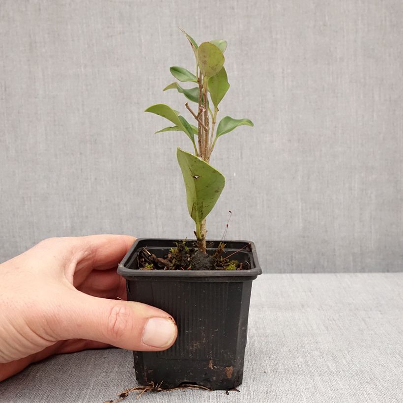 Amostra de Troène du Japon - Ligustrum japonicum Vaso de 8/9 cm tal como entregue no inverno