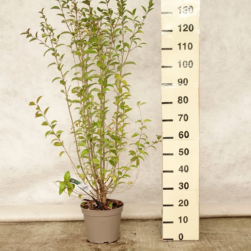 Amostra de Alfeneiro-do-Japão - Ligustrum japonicum Vaso de 7,5 L/10 L tal como entregue no verão