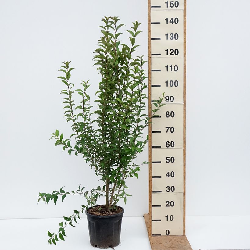 Amostra de Alfeneiro-do-Japão - Ligustrum japonicum Vaso de 7,5 L/10 L tal como entregue no outono