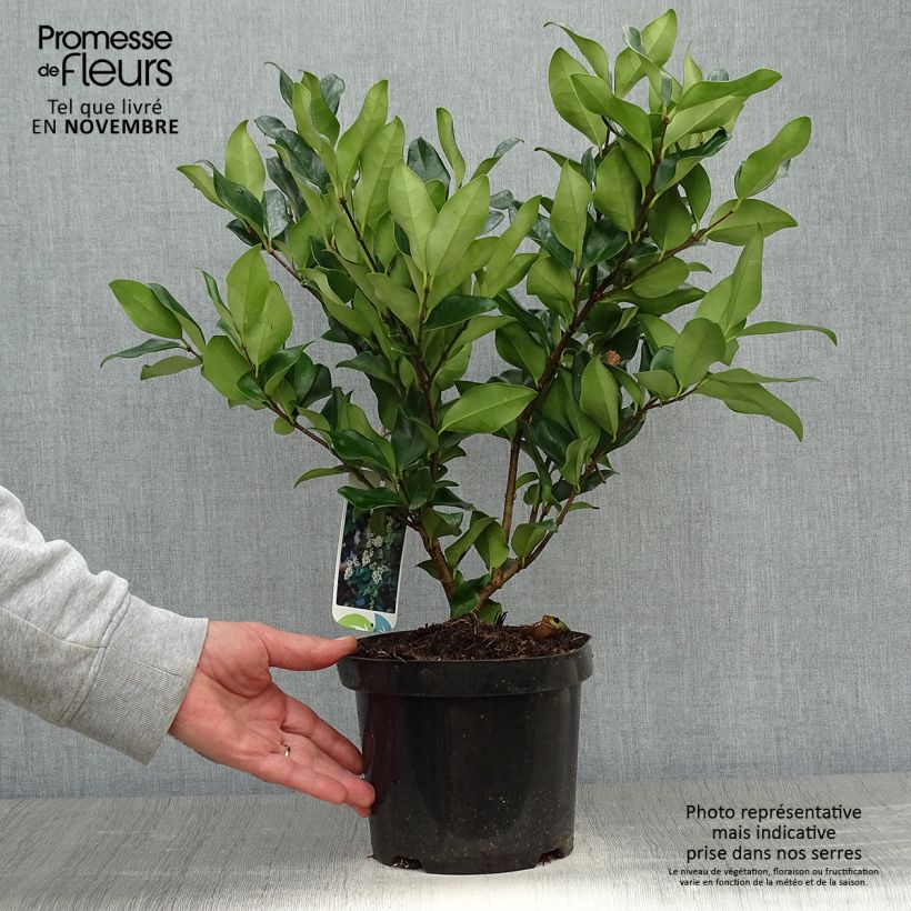 Amostra de Alfeneiro-do-Japão Texanum - Ligustrum japonicum Vaso de 2 L/3 L tal como entregue no outono